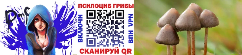 Купить закладки  Сураж  Галлюциногенные грибы ЛСД 